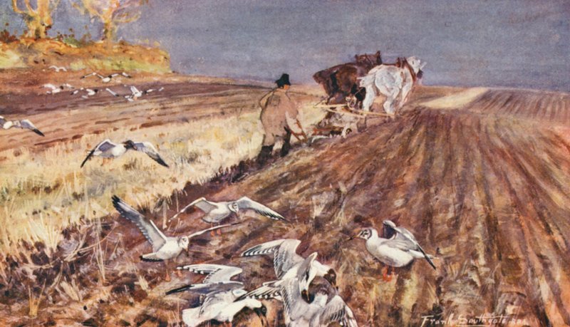 Wild Life in East Anglia: Black-Headed Gulls Following the Plough by Frank Southgate