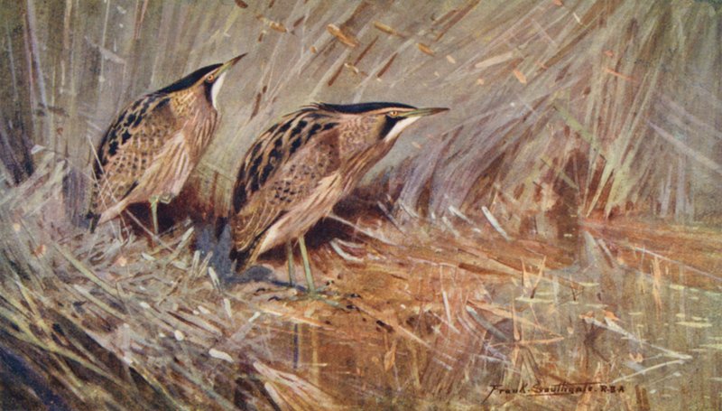 Wild Life in East Anglia: Common Bitterns by Frank Southgate