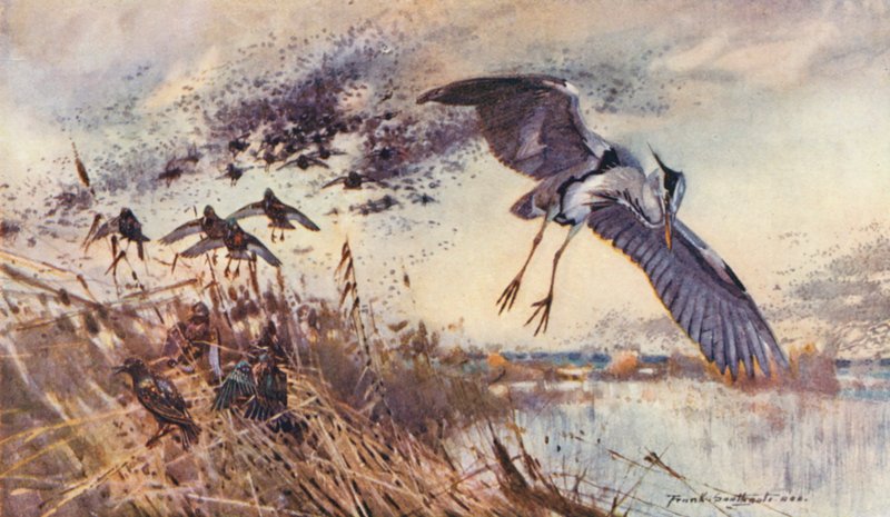 Wild Life in East Anglia: In the Old Fen, Heron and Starlings by Frank Southgate