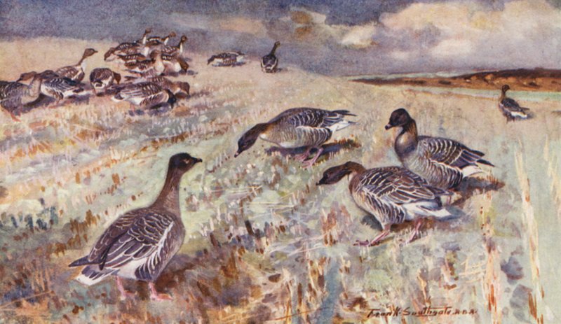 Wild Life in East Anglia: Pink-Footed Geese by Frank Southgate