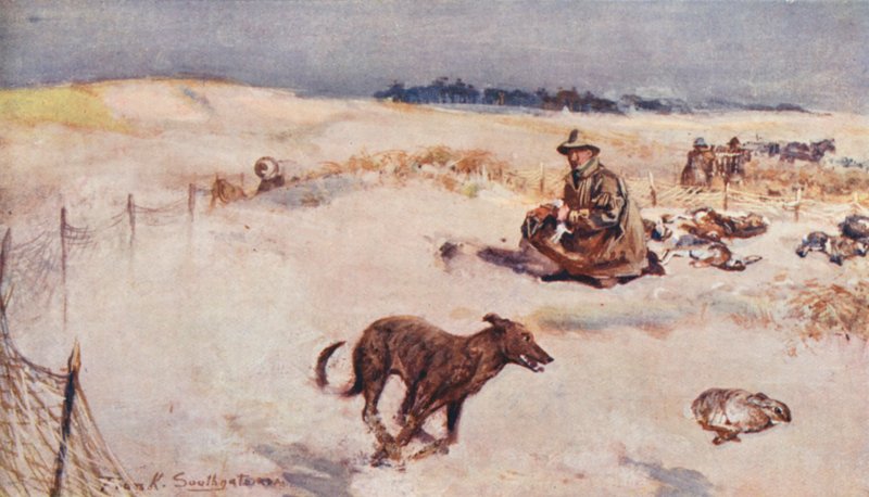 Wild Life in East Anglia: Rabbiting in Breckland by Frank Southgate