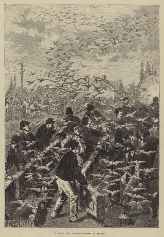A Flight of Homing Pigeons in Belgium by Frederic Theodore Lix