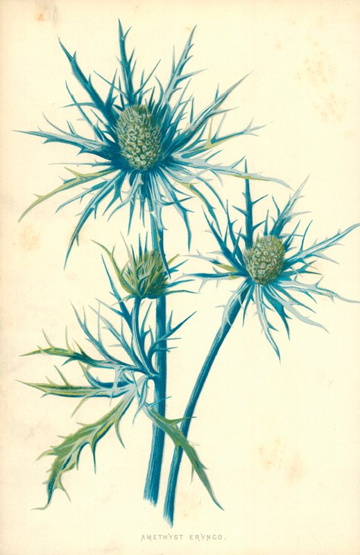 Amethyst Eryngo by Frederick Edward Hulme