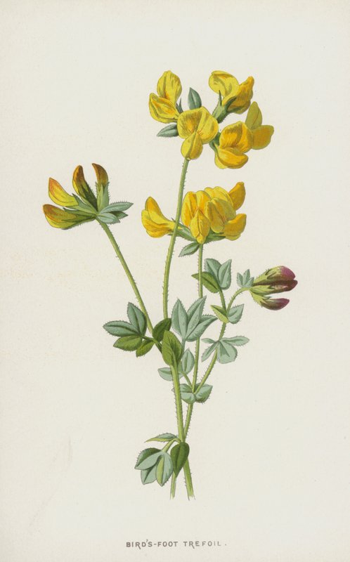 Birds-Foot Trefoil by Frederick Edward Hulme