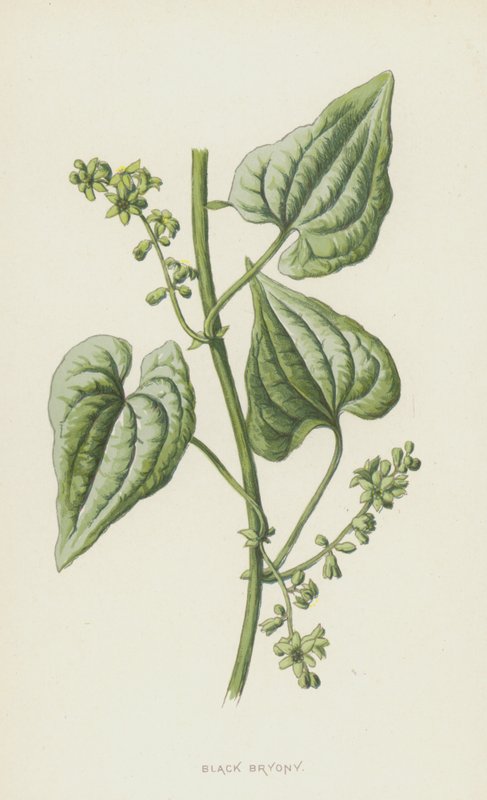 Black Bryony by Frederick Edward Hulme