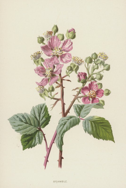 Bramble by Frederick Edward Hulme