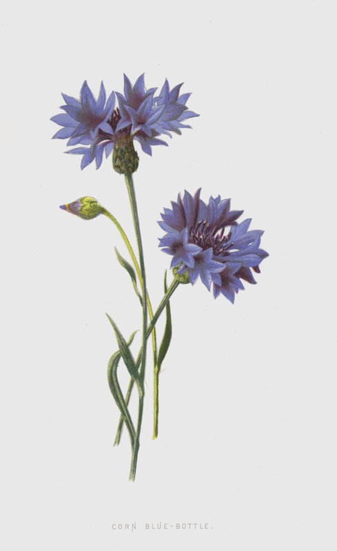 Corn Blue-Bottle by Frederick Edward Hulme