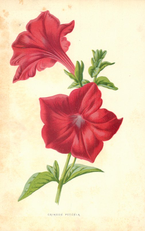 Crimson Petunia by Frederick Edward Hulme