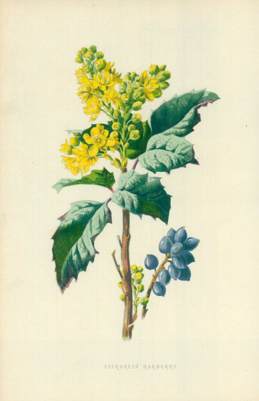Evergreen Barberry by Frederick Edward Hulme