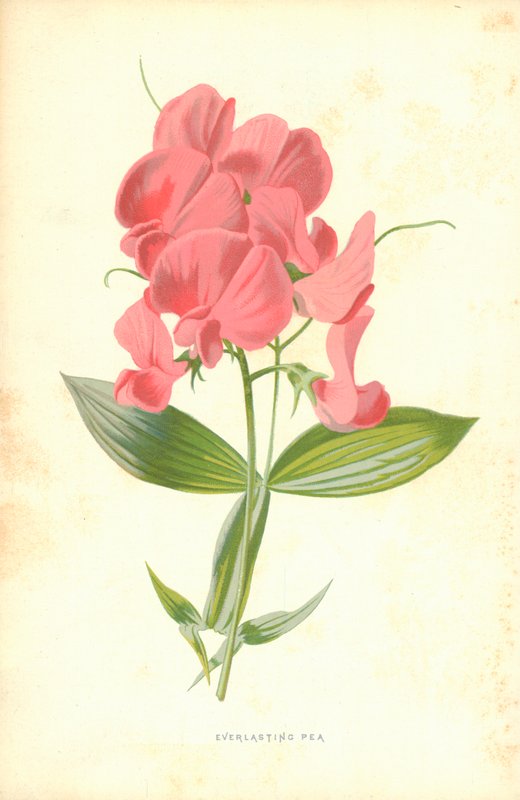 Everlasting Pea by Frederick Edward Hulme