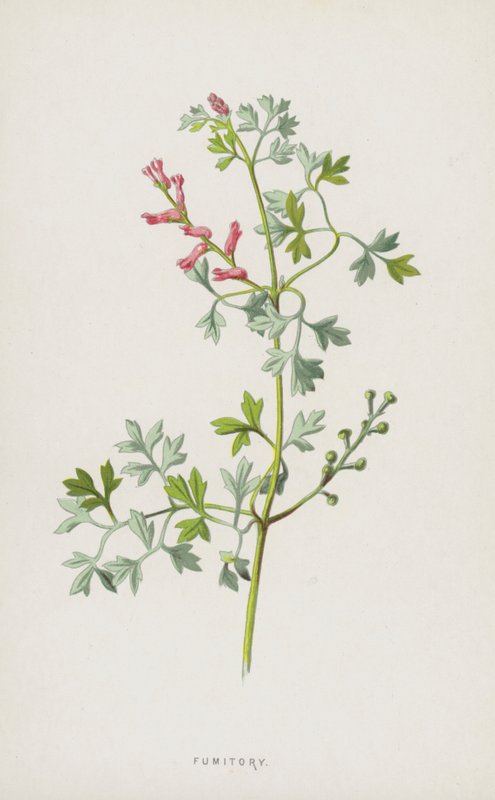 Fumitory by Frederick Edward Hulme