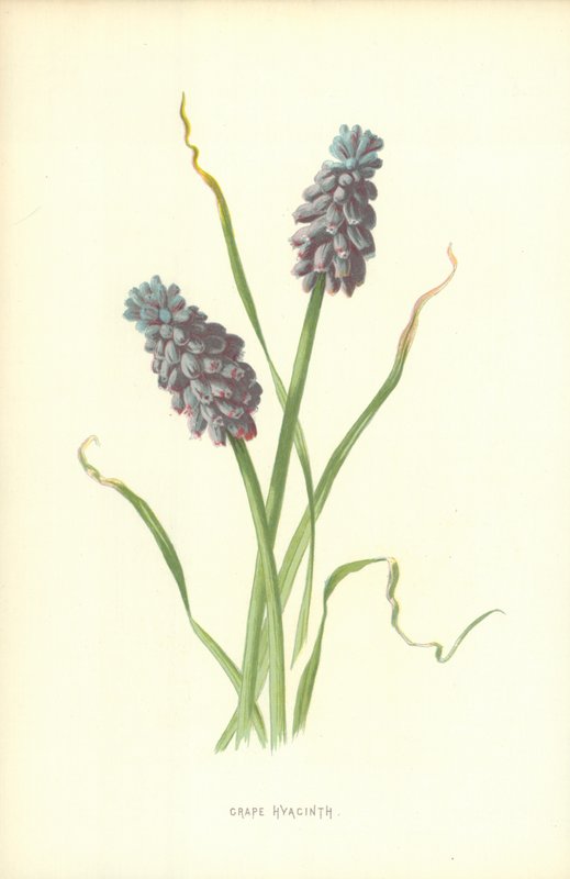 Grape Hyacinth by Frederick Edward Hulme
