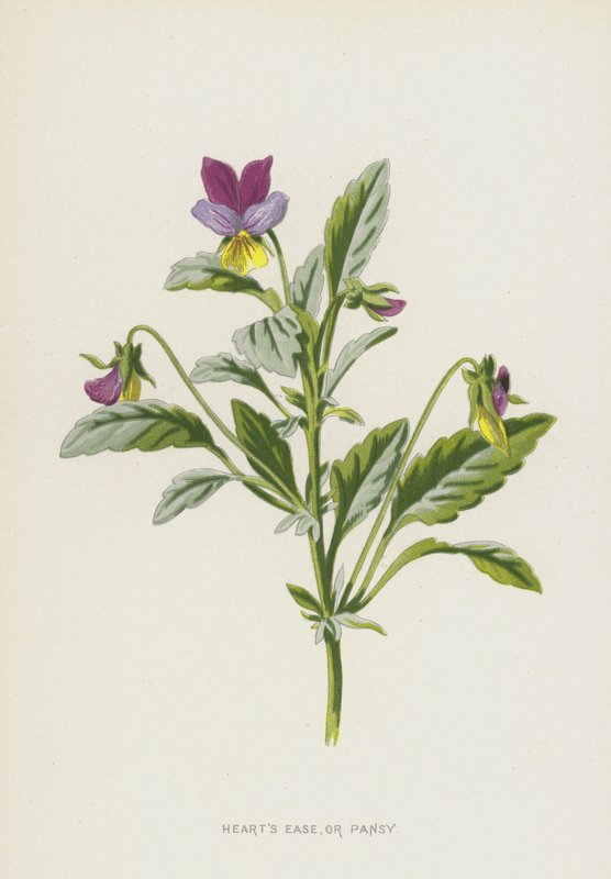 Hearts Ease, or Pansy by Frederick Edward Hulme