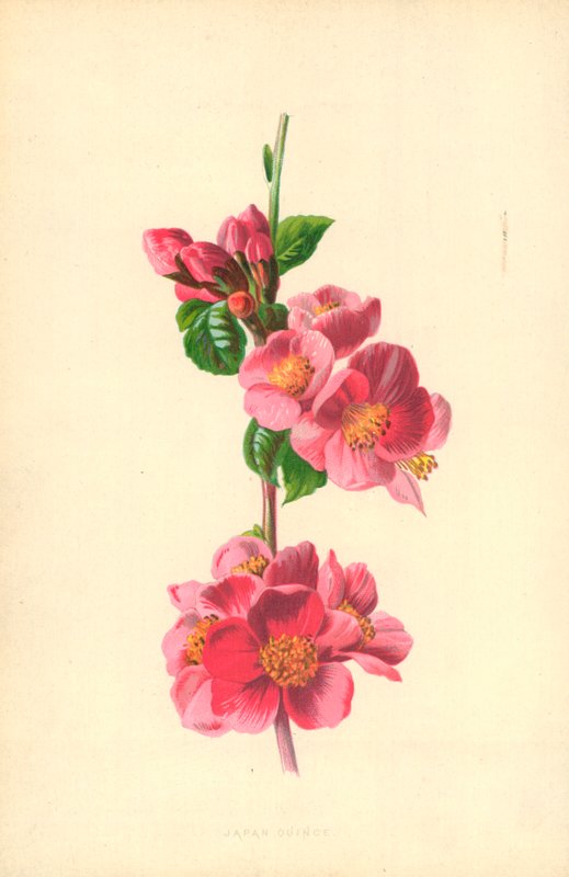Japan Quince by Frederick Edward Hulme