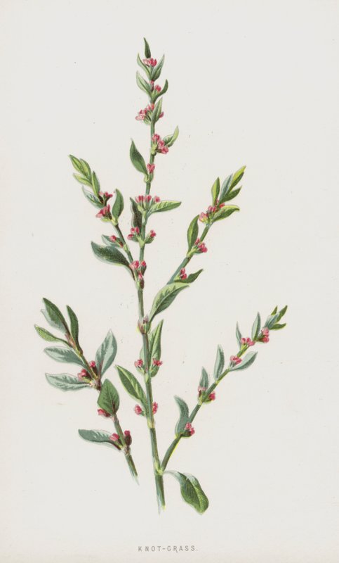 Knot-Grass by Frederick Edward Hulme