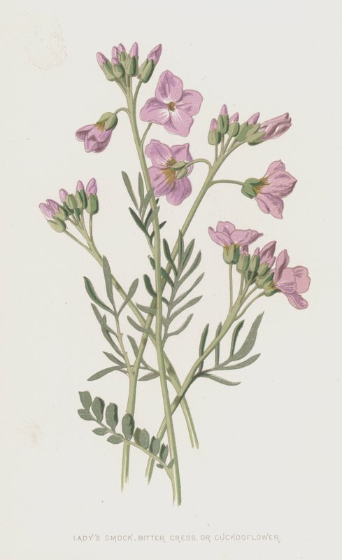 Ladys Smock, Bitter Cress, or Cuckooflower by Frederick Edward Hulme