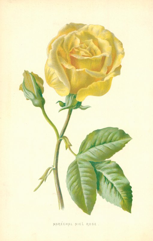 Marshal Niel Rose by Frederick Edward Hulme