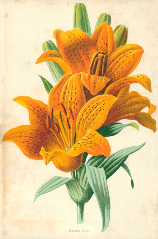 Orange Lily by Frederick Edward Hulme