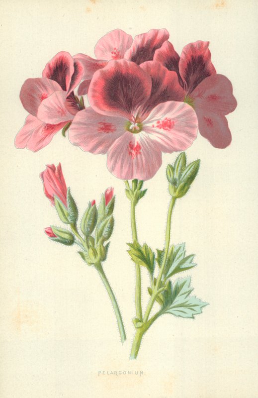 Pelargonium by Frederick Edward Hulme