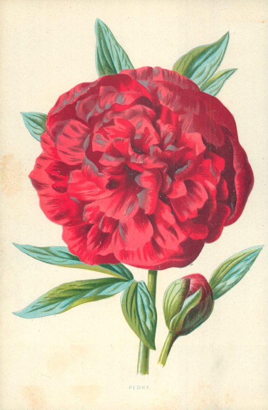 Peony by Frederick Edward Hulme