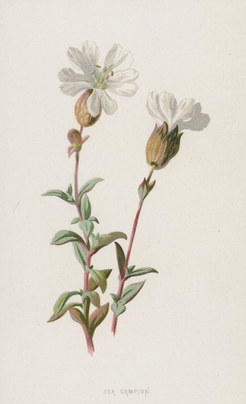 Sea Campion by Frederick Edward Hulme