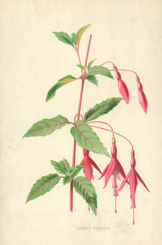 Single Fuchsia by Frederick Edward Hulme