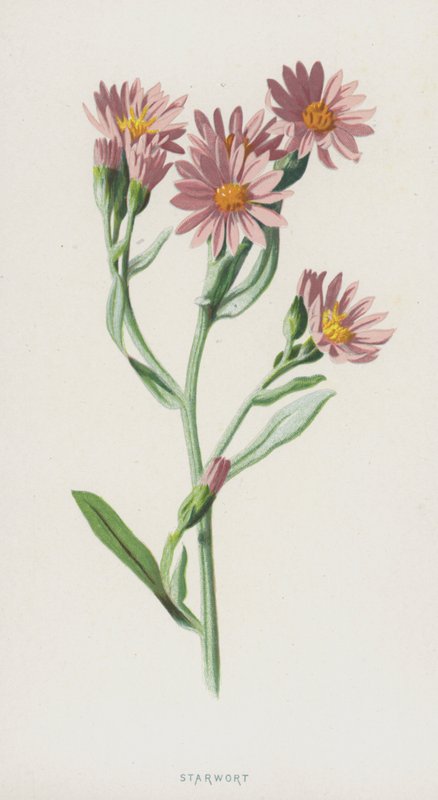 Starwort by Frederick Edward Hulme