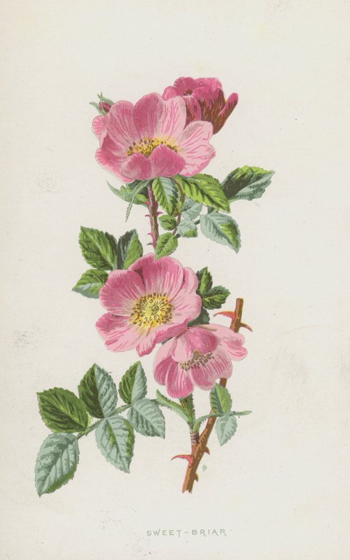 Sweet-Briar by Frederick Edward Hulme