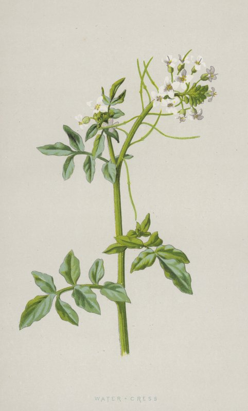 Water-Cress by Frederick Edward Hulme