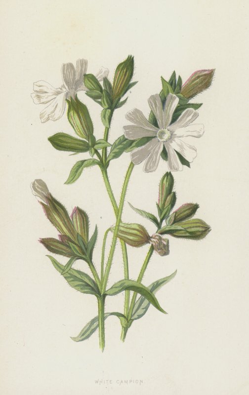 White Campion by Frederick Edward Hulme