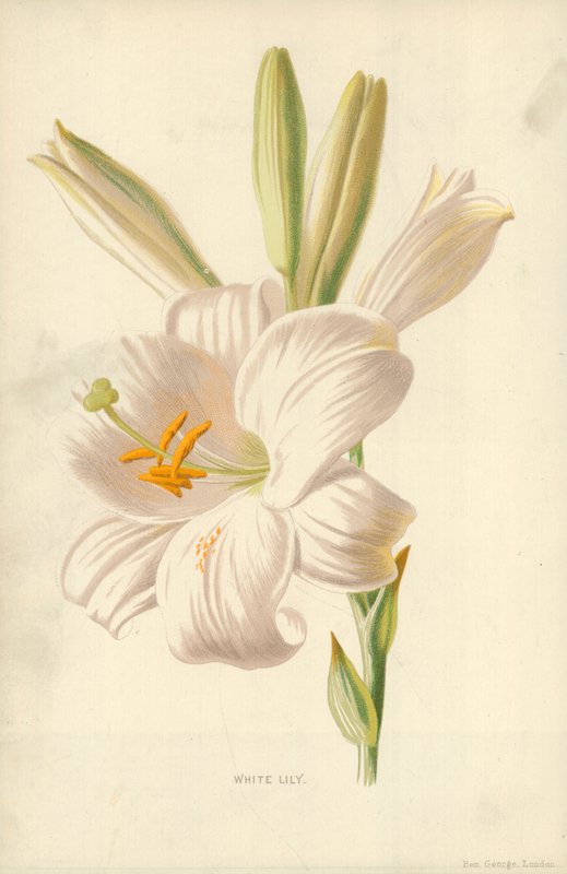 White Lily by Frederick Edward Hulme