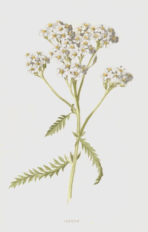 Yarrow by Frederick Edward Hulme