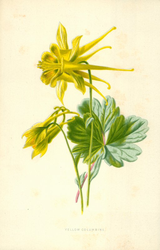Yellow Columbine by Frederick Edward Hulme