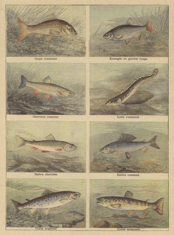 Freshwater fish by French School