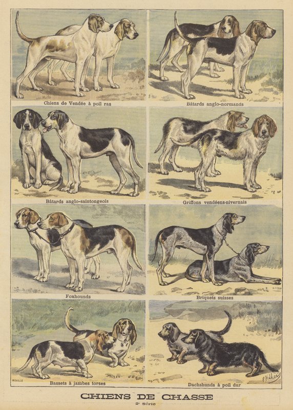 Hunting dogs by French School
