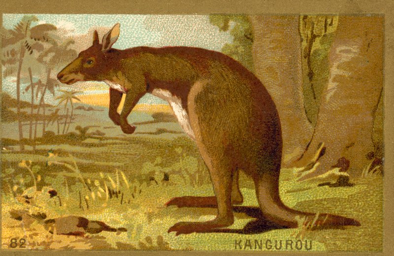 Kangaroo by French School