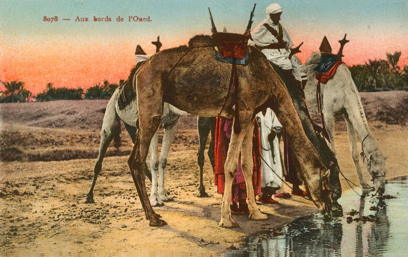 Camels drinking on the edge of the river Oued, Algeria by French Photographer