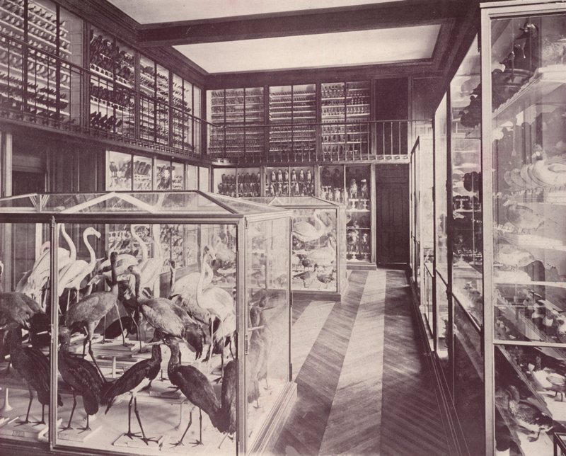 Paris: Gallery of Birds, Museum of Natural History by French Photographer