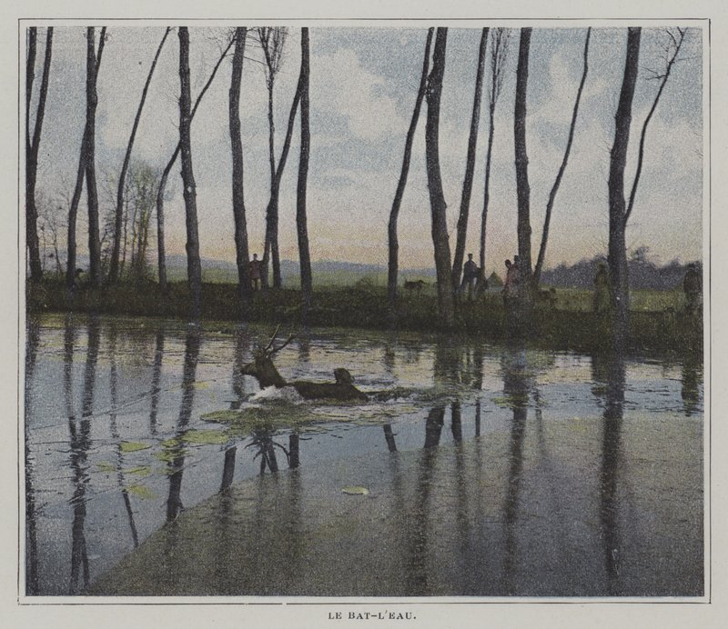 Stag swimming to escape a hunt by French Photographer