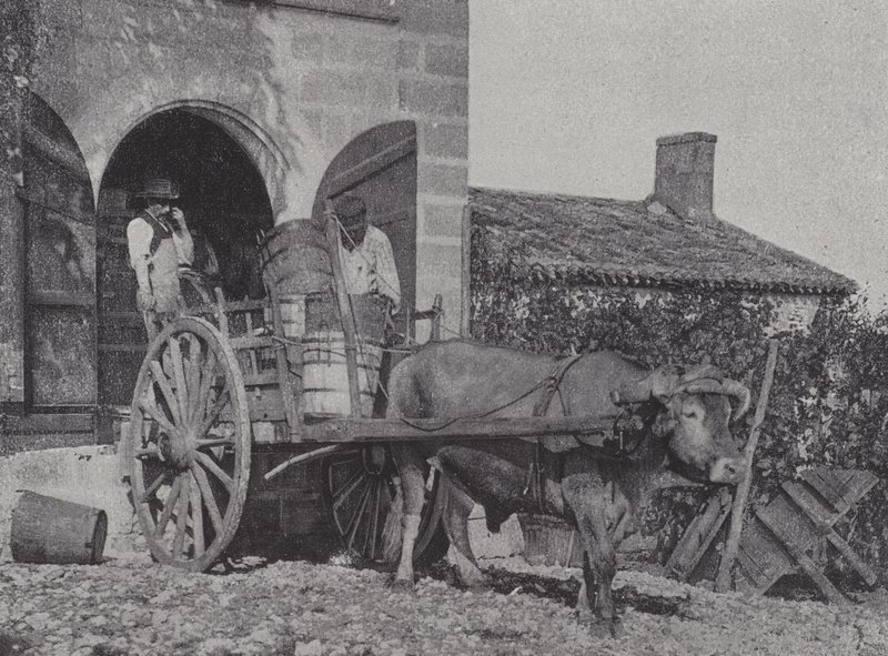 Transporting Harvested Grapes by Ox Cart by French Photographer