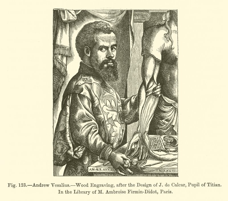 Andrew Vesalius by French School