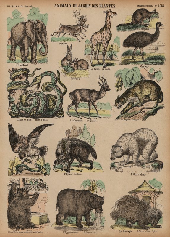 Animals of the Jardin des Plantes, Paris, France by French School