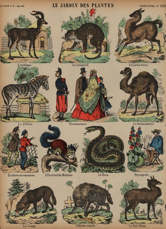 Animals of the Jardin des Plantes, Paris, France by French School