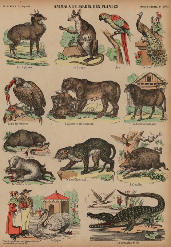 Animals of the Jardin des Plantes, Paris, France by French School
