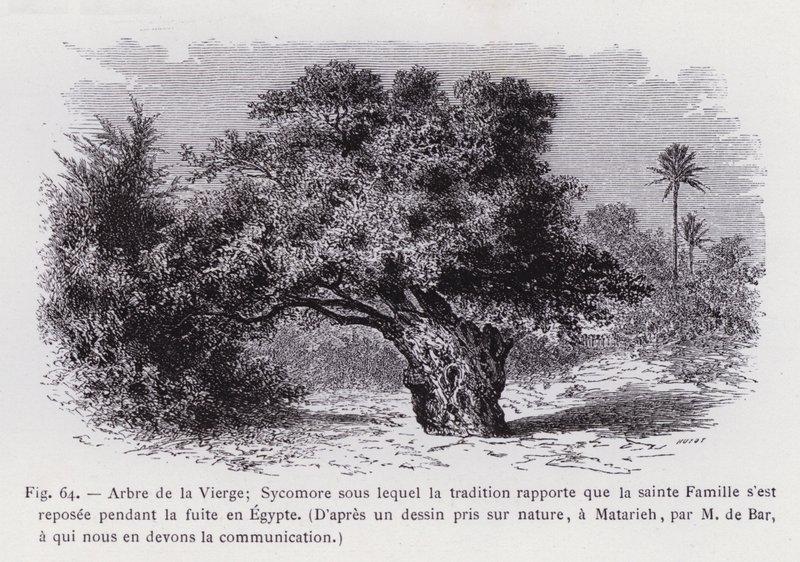 Tree of the Virgin; Sycamore under which Tradition Says the Holy Family Rested during the Flight into Egypt, After a Drawing Taken from Nature, at Matarieh, by M. de Bar, Who Communicated It to Us (engraving) by French School