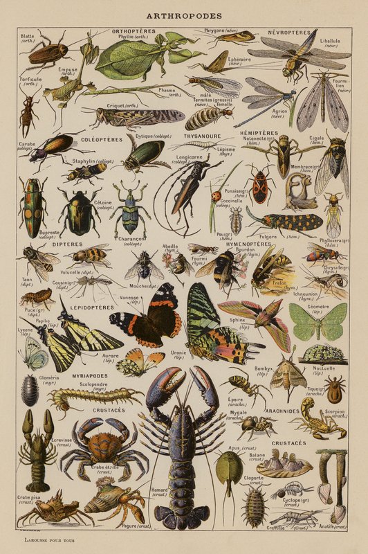 Arthropods by French School