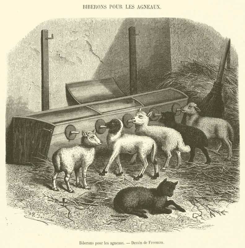 Bottles for Lambs (engraving) by French School