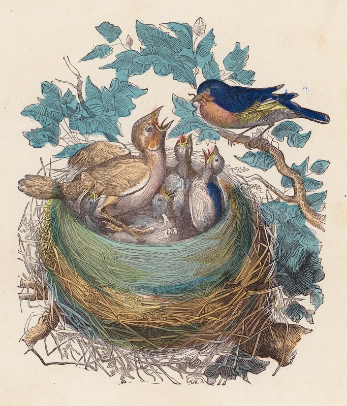 Bird feeding its young in the nest by French School