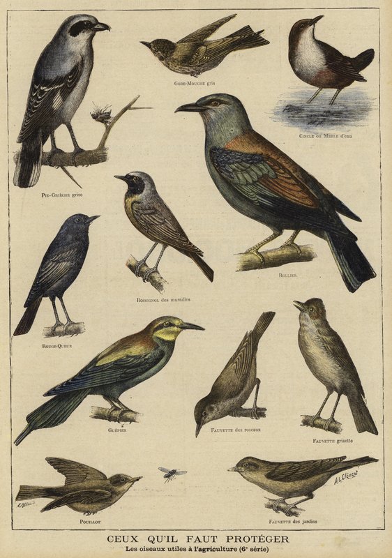Birds in need of protection because of their benefit to farming by French School