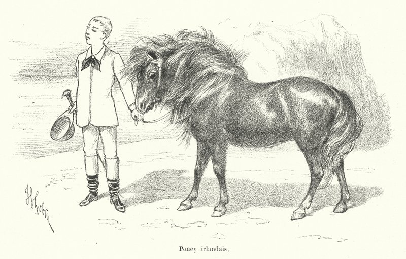 Boy with an Irish Pony by French School